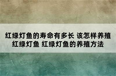 红绿灯鱼的寿命有多长 该怎样养殖红绿灯鱼 红绿灯鱼的养殖方法